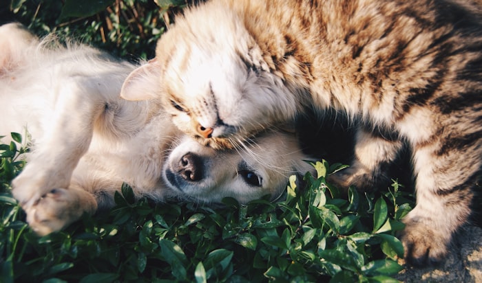 Adopted dog with owner