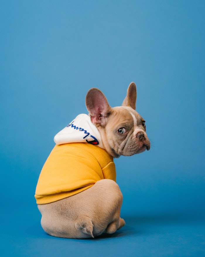 Rescued puppy