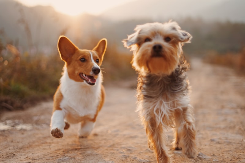 Dogs playing in a sanctuary